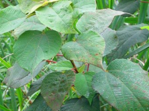 ��������������ƫ�� ��ҽ�������������������