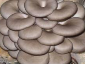 ƽ����ʳ�÷��� ƽ����������Ⱥ