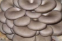 平菇的食用方法 平菇的适宜人群