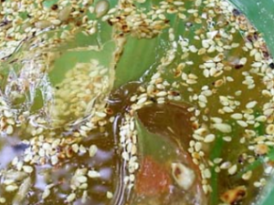 ����˿��ʲô���� ����˿��ʳ�÷���