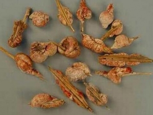 ���ûƵĹ�Ч�����ü�����