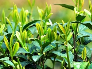 ��Ҷ�����ô��� ��Ҷ�����ķ����Ƽ�