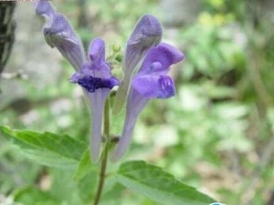 ������ζɢ���� ������ζɢ��Ч ������ζɢ��������