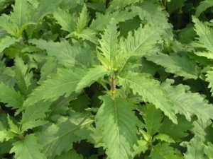 ������Ĺ�Ч�����ü�����