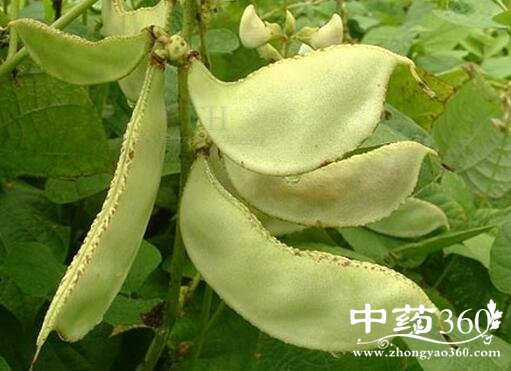 扁豆的功效与作用 扁豆的用法用量和使用禁忌 - 中药360