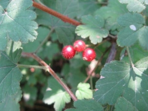 ��ˑ�ӿƵ�Ӫ����ֵ����Ч