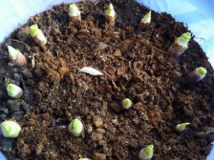 �����۸�