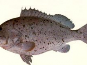 ʯ����Ĺ�Ч���� ʯ�����������Ⱥ