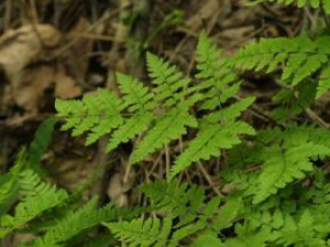 ��������Ĺ�Ч ������������Щ����