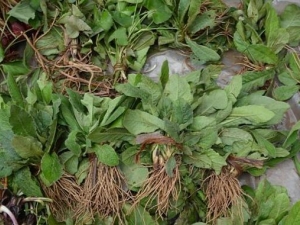 �ص�ɢ���� �ص�ɢ��Ч �ص�ɢ��������