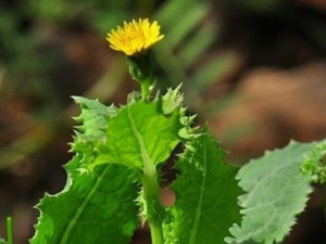 ��Ҷ��ݤ�˵Ĺ�Ч������ ���Ƚⶾ ֹѪ��ŧ