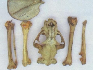 ���ǵĹ�Ч�����ü�����