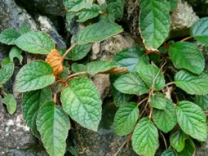 ��ʯ����