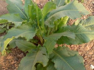 ��ģ�Ĺ�Ч�����ü�����