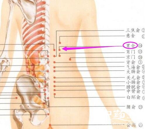 胃仓穴位位置图_按摩胃仓穴的作用与好处-