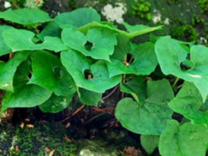 �����������Ĺ�Ч���� �����������Ĺ�������