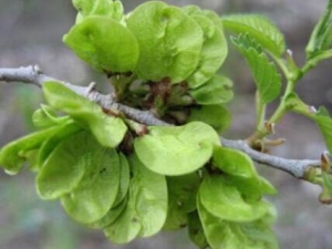 ��Ǯ��Ƣ��ʳ��ʧ��