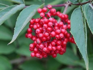 �����յĹ�Ч������ ��Ѫֹʹ ���ʪ