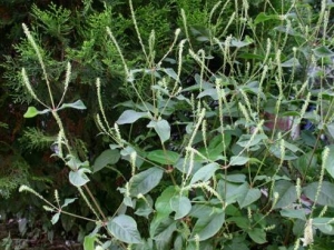 �״��ӵĹ�Ч������ �״��ӵĸ���