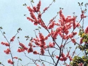 ��¹���Ĺ�Ч������ ��¹���÷����� ��¹������