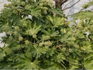 �˽ǽ��̵Ĺ�Ч�����ü�����