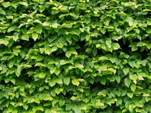 ɽë鷵�Ӫ����ֵ����Ч