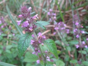 Ұ���ɵĹ�Ч�����ü�ʳ�÷���