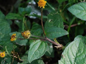 ���񻨵Ĺ�Ч������ ����ֹʹ ���׽ⶾ