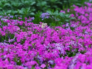 �ϻ�һ����