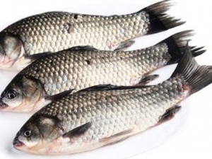 ������������� ������������ô����