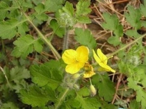 ����Ѫ�ߵĹ�Ч������