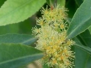 �����յĹ�Ч������ ������ʪ ��Ѫ����