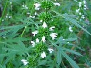 �׻���ĸ�ݵĹ�Ч�����ü�����