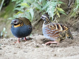 ����Ӫ����ֵ����Ч