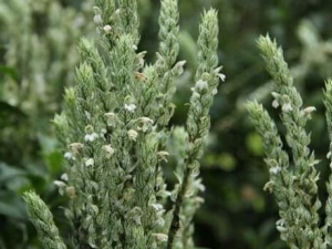 �󻹻�Ĺ�Ч�����ü�����