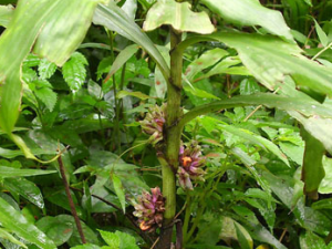 ɼ������