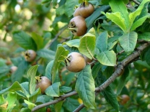 ŷ髵�Ӫ����ֵ����Ч