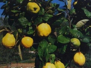 �X�K��Ӫ����ֵ����Ч