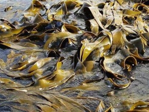 ������Ӫ����ֵ����Ч