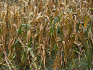 ���Ȼ����