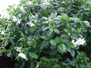 ˮ�ٵĹ�Ч�����ü�����