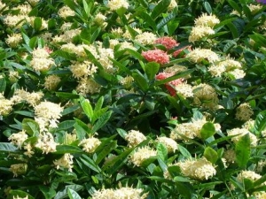 ���������Ĺ�Ч������ ���������ĸ���