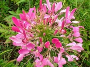 �ܻ�����Ĺ�Ч������