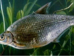 �������Ӫ����ֵ