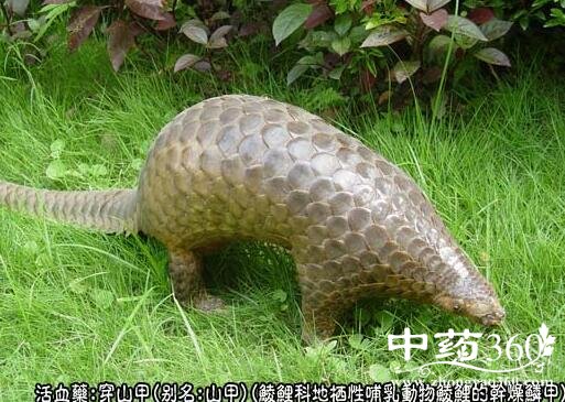 穿山甲的临床应用