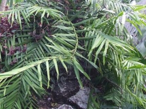 �����ٵĹ�Ч������ ɢ���ӹ� ����ֹʹ