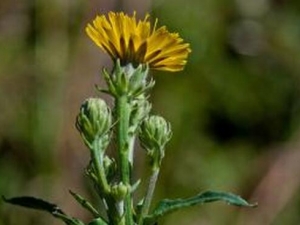 ë���˵Ĺ�Ч������ ë���˵ĸ���