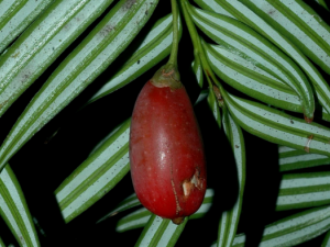 �뻨ɼ����