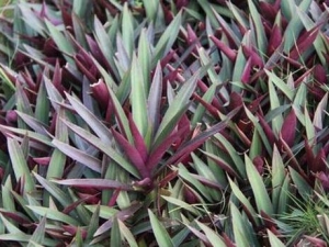 �����Ĺ�Ч������