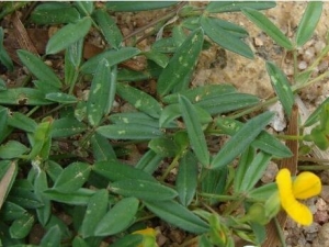 ����ݵĹ�Ч�����ü�����